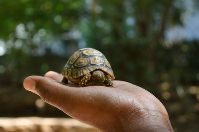 Close-up of hand holding turtle