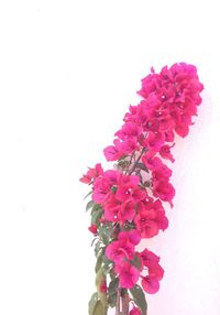 Close-up of pink flowers against white background