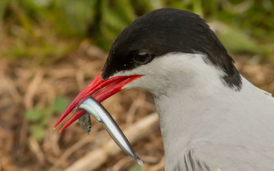 Close-up of a bird