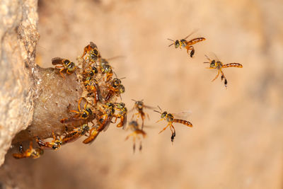 Close-up of bee flying