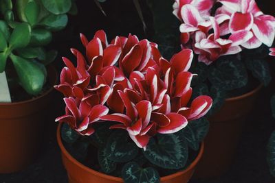 Close-up of red roses on potted plant