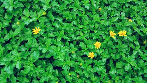 High angle view of flowering plants