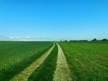 Scenic view of agricultural field against clear sky