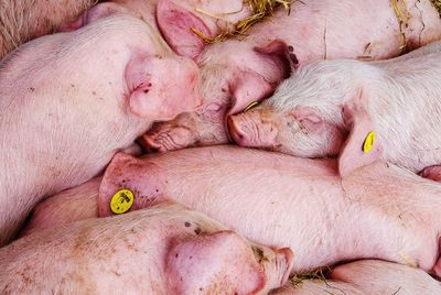 Full frame shot of pigs sleeping at farm