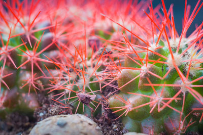 High angle view of succulent plants on field