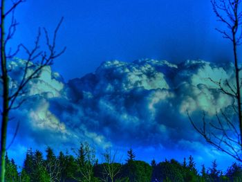 Low angle view of trees against blue sky