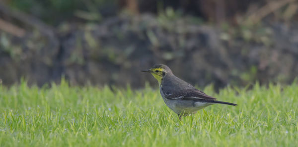 Close-up of bird perching on grass