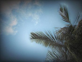 Low angle view of palm trees against sky