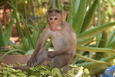 Monkey sitting in a plant