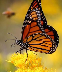 Butterfly on flower