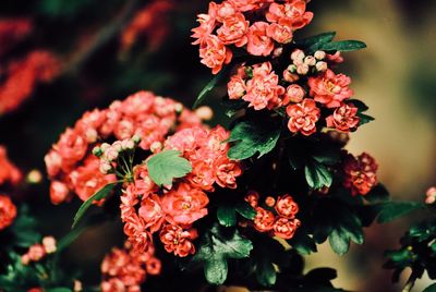 Close-up of flowering maybush 