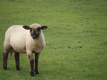 Portrait of sheep standing on field