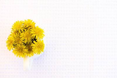 Close-up of yellow flowering plant against white background