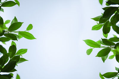 Low angle view of leaves against sky