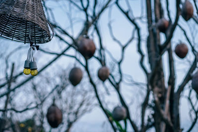 Low angle view of bare trees hanging on branch