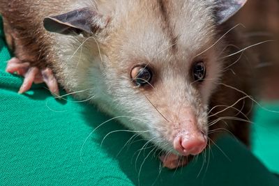 Close-up portrait of a cat