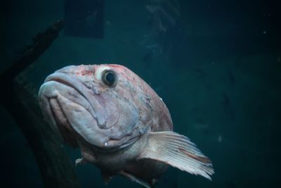 Close-up of fish swimming in sea