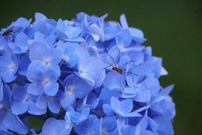 Close-up of blue hydrangea flowers