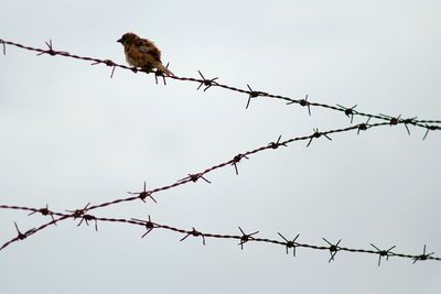 Low angle view of barbed wire against sky