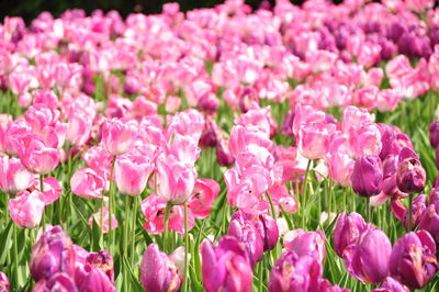 Close-up of pink flowers