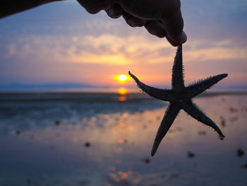Person holding starfish on beach against sky during sunset