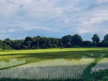 Scenic view of field against sky