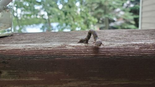 Close-up of small lizard on wood