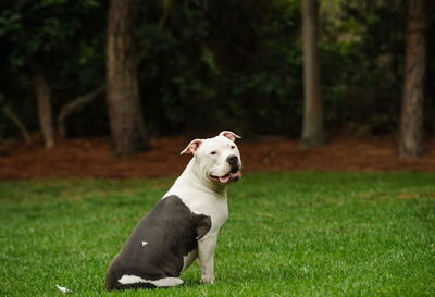 Profile view of dog sitting on grass in park