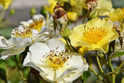 Close-up of white flowers blooming outdoors