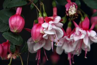 Close-up of pink flowering plants