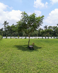 Trees on field against sky