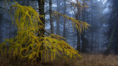 Trees in forest during foggy weather