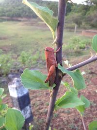 Close-up of dry leaf on field