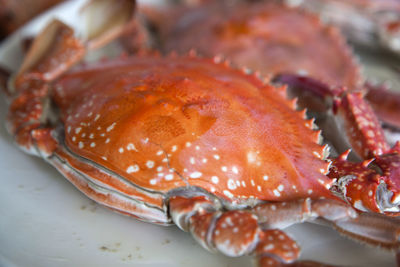 Close-up of crabs for sale at market