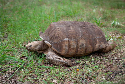Turtle in a field