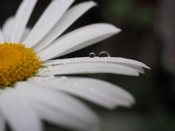 Close-up of raindrops on daisy flower