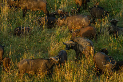Looking down onto a large herd of wildebeest