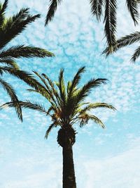 Low angle view of palm tree against cloudy sky