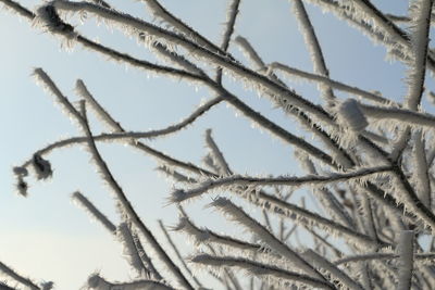 Low angle view of tree against clear sky