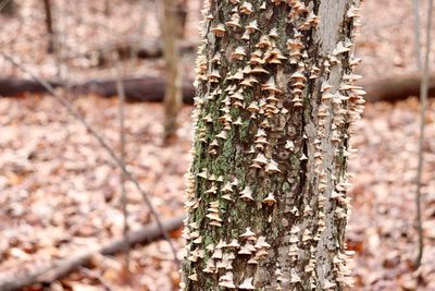 Close-up of lichen on tree trunk