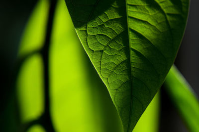 Close-up of green leaves