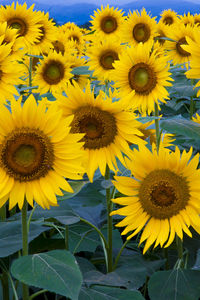 Close-up of sunflower