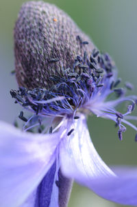 Close-up of wilted flower