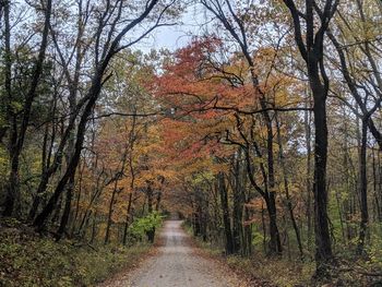 Road amidst trees