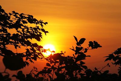 Silhouette plants against romantic sky at sunset