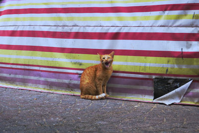 Portrait of cat sitting on wall