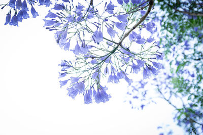 Low angle view of flowering plant against sky