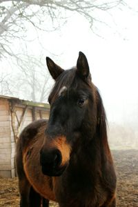 Close-up portrait of horse on field against sky during winter