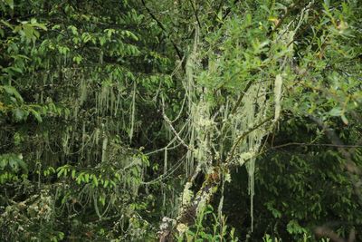 View of trees in forest