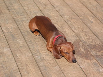 High angle view of dog lying on hardwood floor
